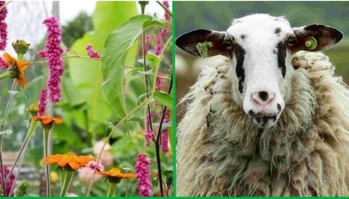 Plantjesmarkt & Schaapherdersfeest, zaterdag 9 mei, 10-16 uur